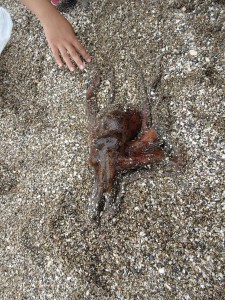 2016.7.18 海の生物観察（銚子） 013
