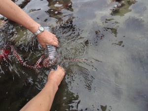 2016.7.18 海の生物観察（銚子） 012