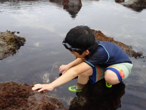 2016.7.18 海の生物観察（銚子） 010